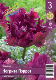 Тюльпан Негрита Пэррот  3шт. Эконом Colorline