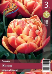 Тюльпан Конго 3шт. Эконом Colorline