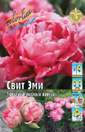 Тюльпан Свит Эми 2шт. Эконом Colorline