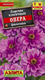 Георгина Опера фиолетовая 7шт. цветной пакет Аэлита