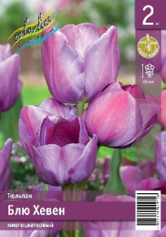 Тюльпан Блю Хевен 2шт. Эконом Colorline