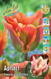 Тюльпан Артист  8шт. Colorline