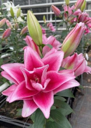 Лилия Roselily Джасмина 12/14 5шт. (ORD) Colorline