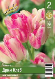 Тюльпан Дрим Клаб  2шт. Эконом Colorline