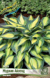 Хоста Мэджик Айленд 1шт. Colorline