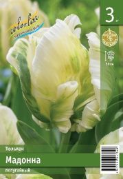 Тюльпан Мадонна  2шт. Эконом Colorline