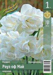 Нарцисс Роуз оф Май 1шт. Эконом Colorline