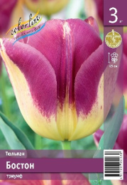 Тюльпан Бостон  3шт. Эконом Colorline