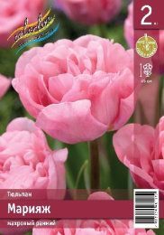 Тюльпан Марияж 2шт. Эконом Colorline