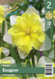 Нарцисс Валдром  2шт. Эконом Colorline