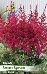Астильба Вижион Вулкано 1шт. Colorline