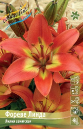 Лилия Фореве Линда 12/14 3шт. (AZ) Colorline