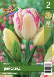 Тюльпан Грейслэнд  2шт. Эконом Colorline