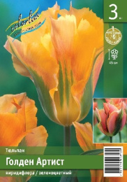 Тюльпан Голден Артист  3шт. Эконом Colorline