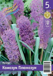 Мускари Комозум Плюмозум  5шт. Эконом Colorline
