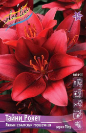 Лилия Тайни Рокет 10/12 7шт. (PAZ) Colorline