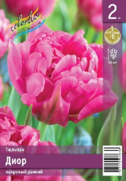 Тюльпан Диор  2шт. Эконом Colorline