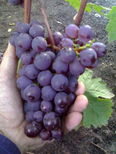 Виноград очень ранний Русский ранний Волжский Сад